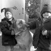 Dogs and Animals
